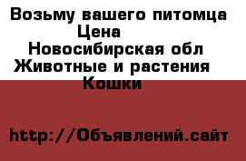 Возьму вашего питомца › Цена ­ 300 - Новосибирская обл. Животные и растения » Кошки   